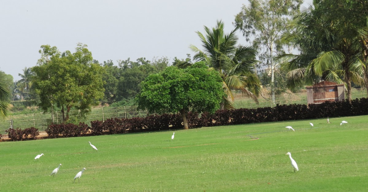 Eastern Cattle-Egret - ML120571801