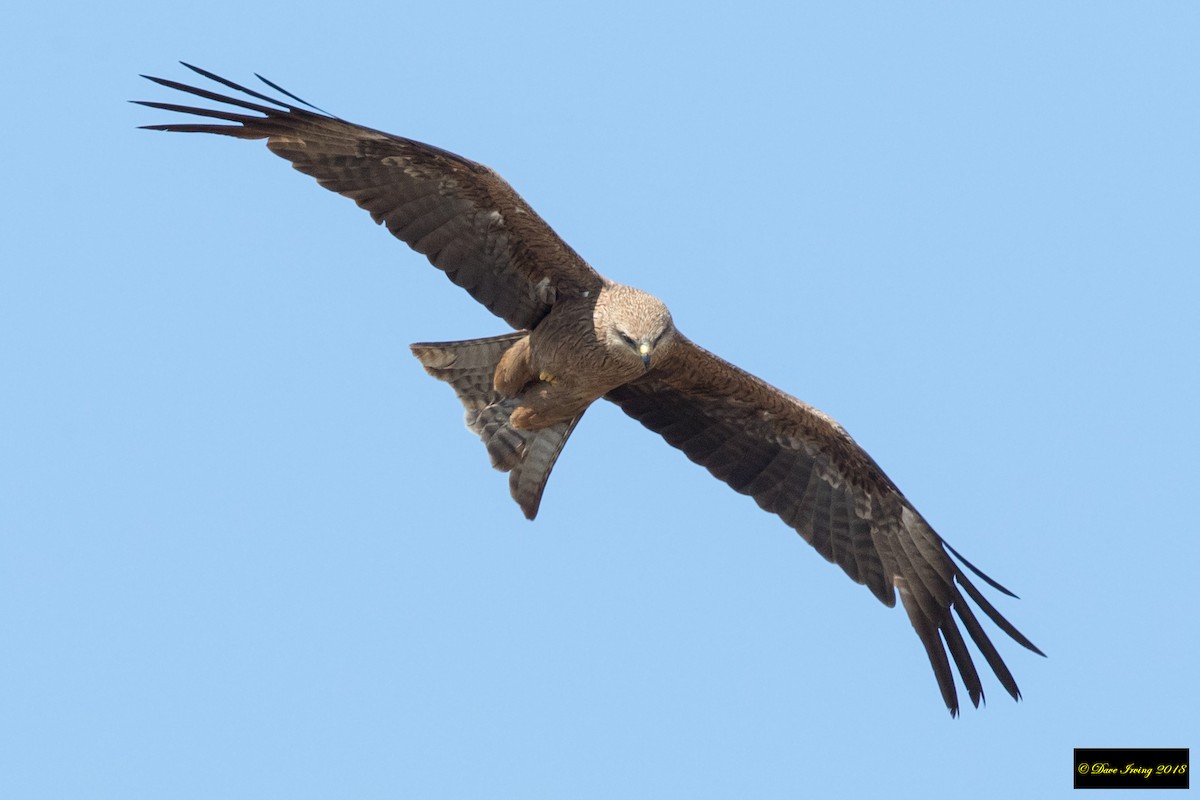 Black Kite - David Irving