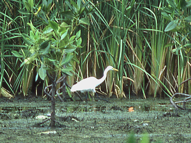 Yellow-billed/Medium Egret - ML120573521