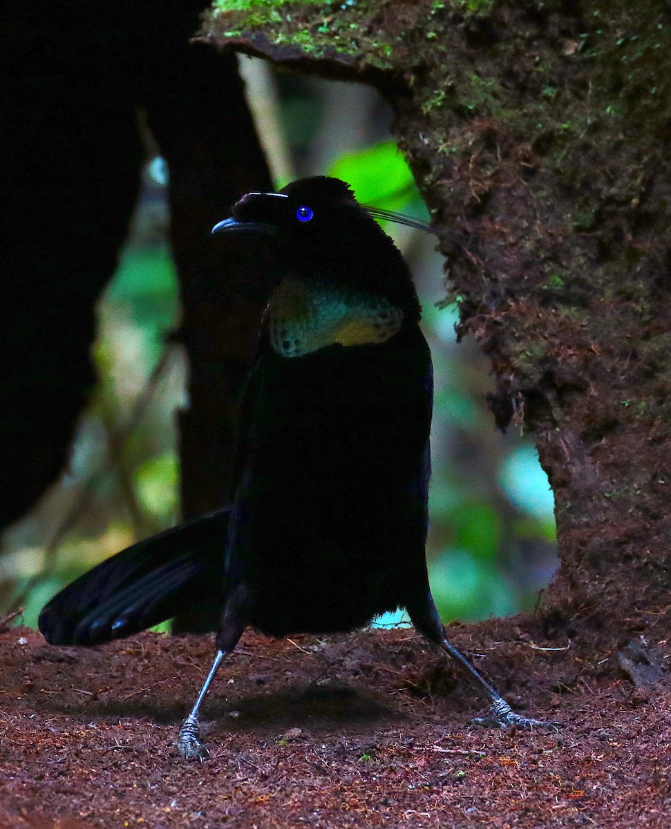 Western Parotia - ML120574661