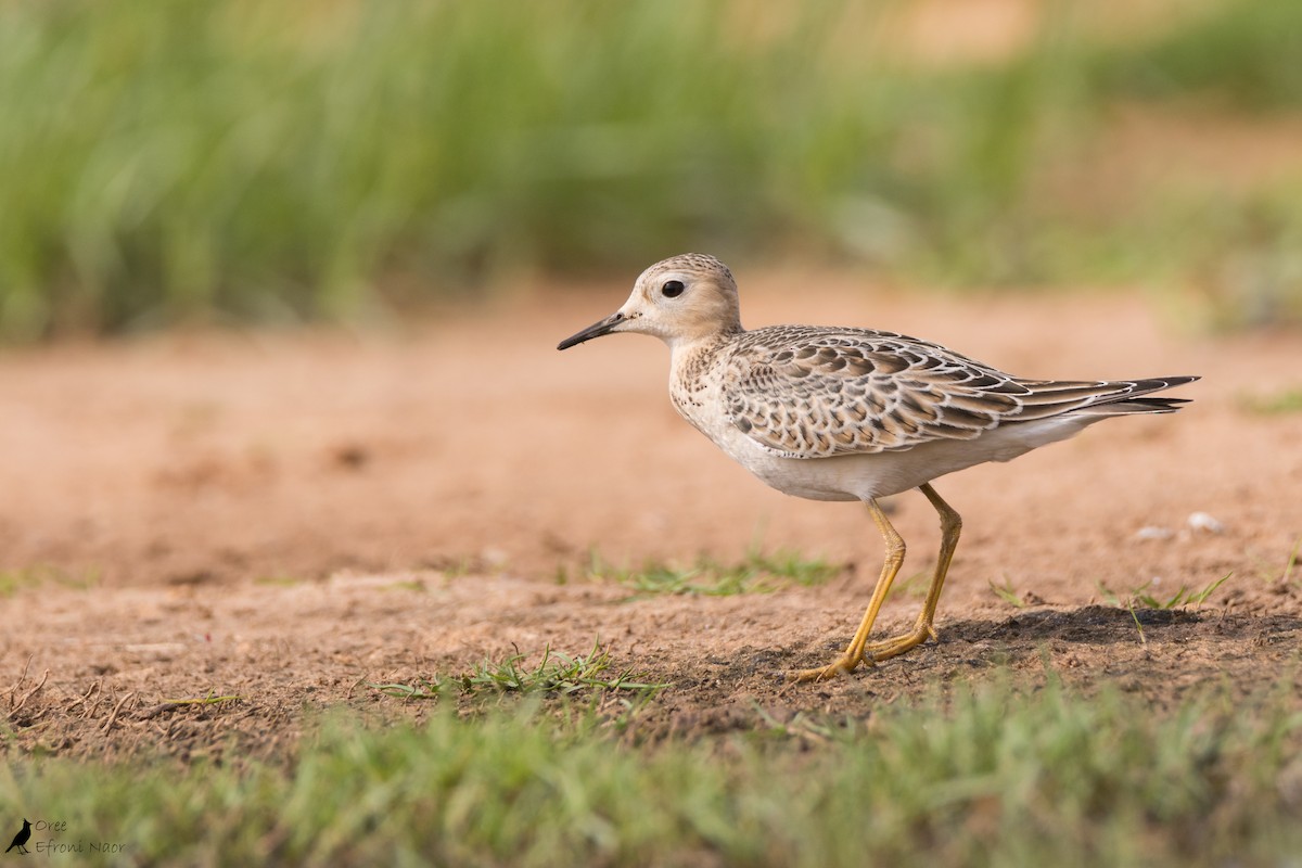Buff-breasted Sandpiper - Oree Efroni Naor