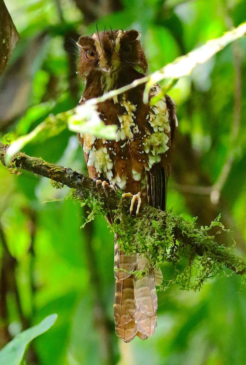 Feline Owlet-nightjar - Anonymous