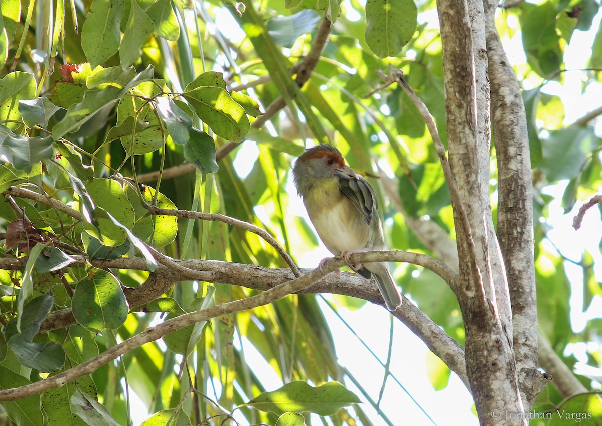 Vireón Cejirrufo (insularis) - ML120575611