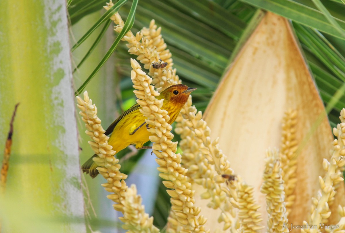 Yellow Warbler (Mangrove x Golden) - ML120575641