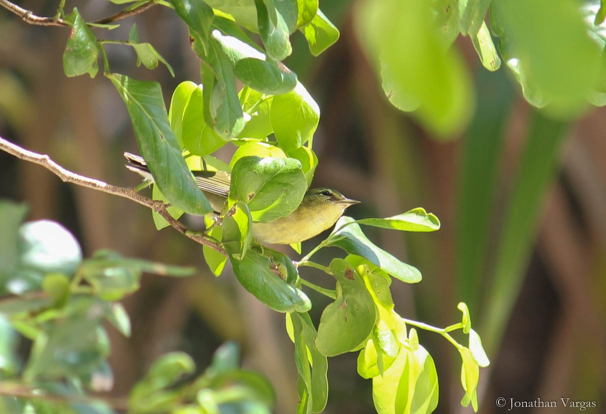 Tennessee Warbler - ML120575651