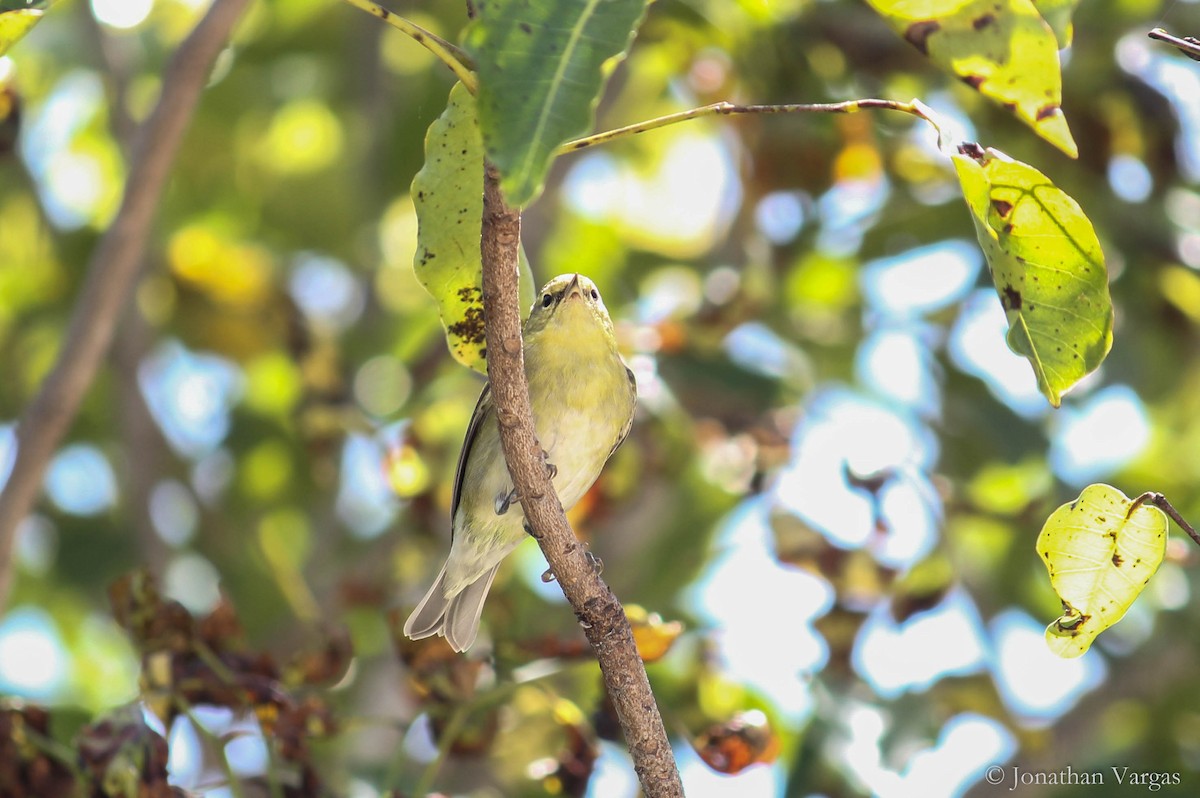 Tennessee Warbler - Jonathan Vargas