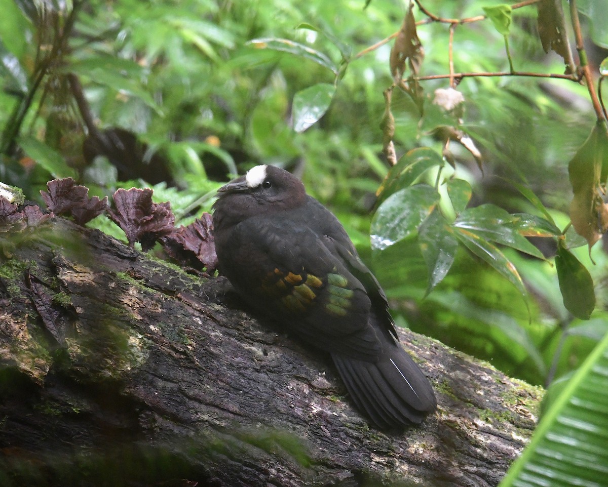 New Guinea Bronzewing - ML120575761