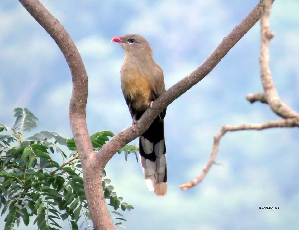 Sirkeer Malkoha - ML120576281