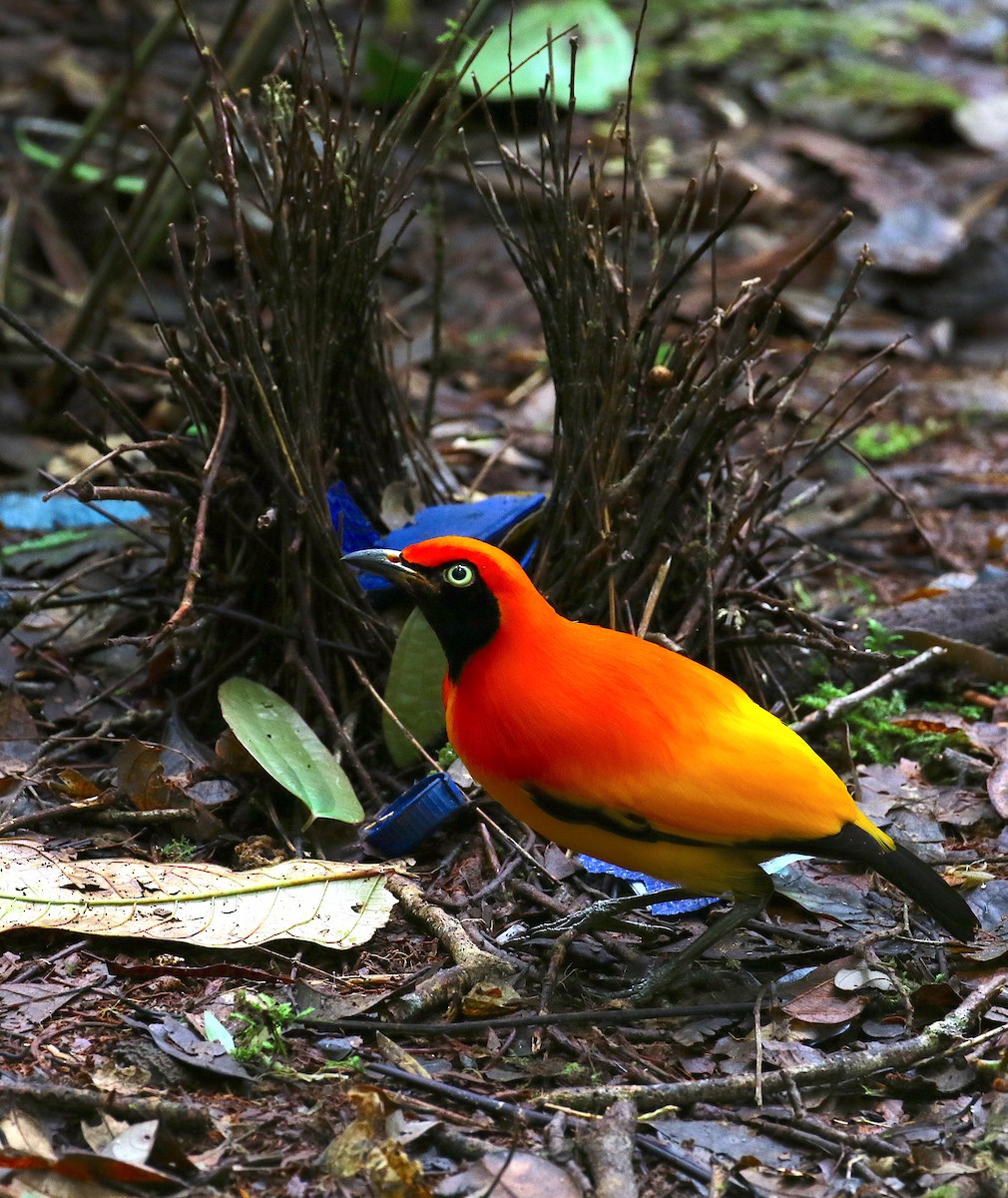 Masked Bowerbird - Anonymous