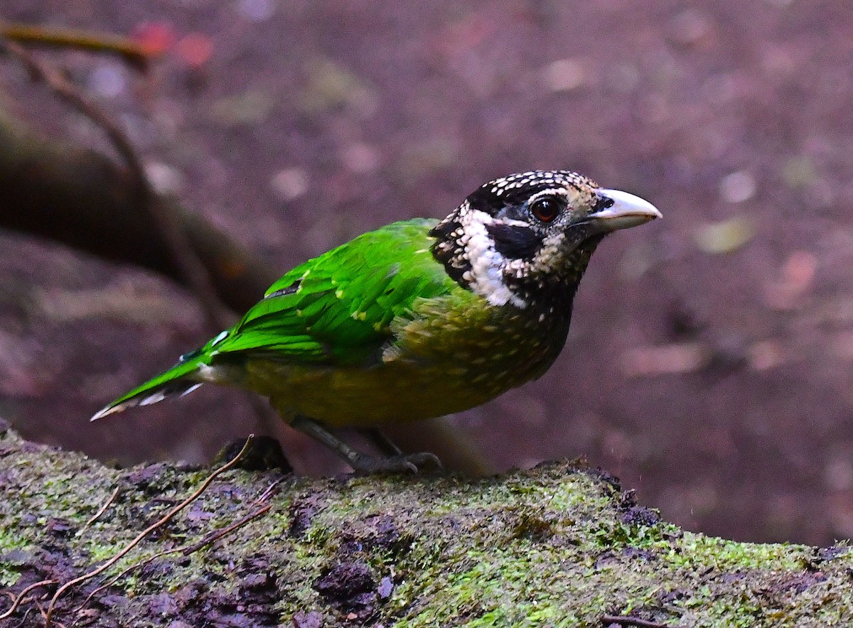 Black-eared Catbird (Arfak) - Anonymous