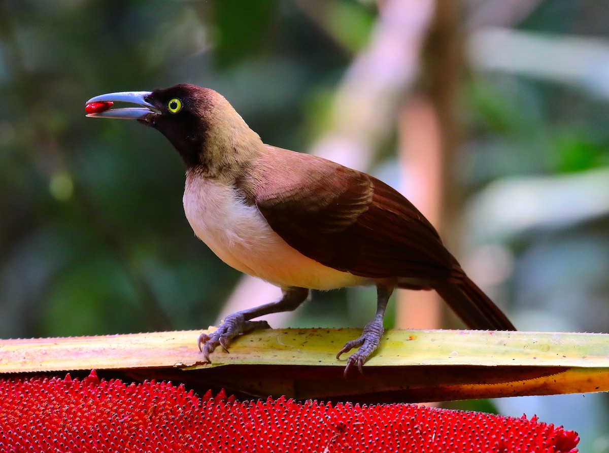 Lesser Bird-of-Paradise - Anonymous