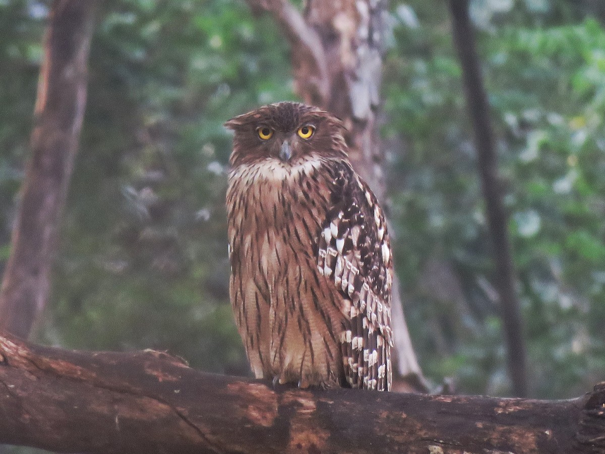 Brown Fish-Owl - ML120578721