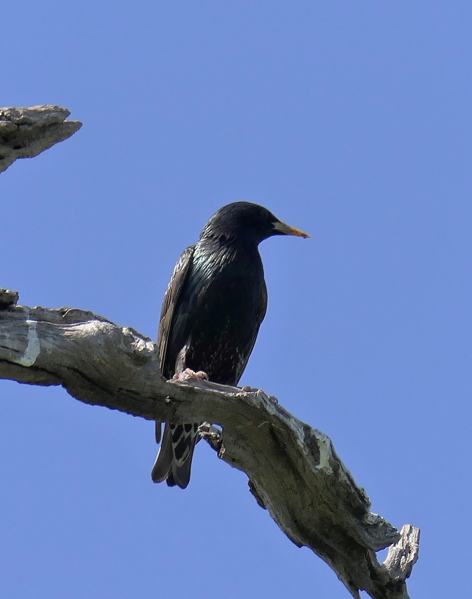 European Starling - ML120579021