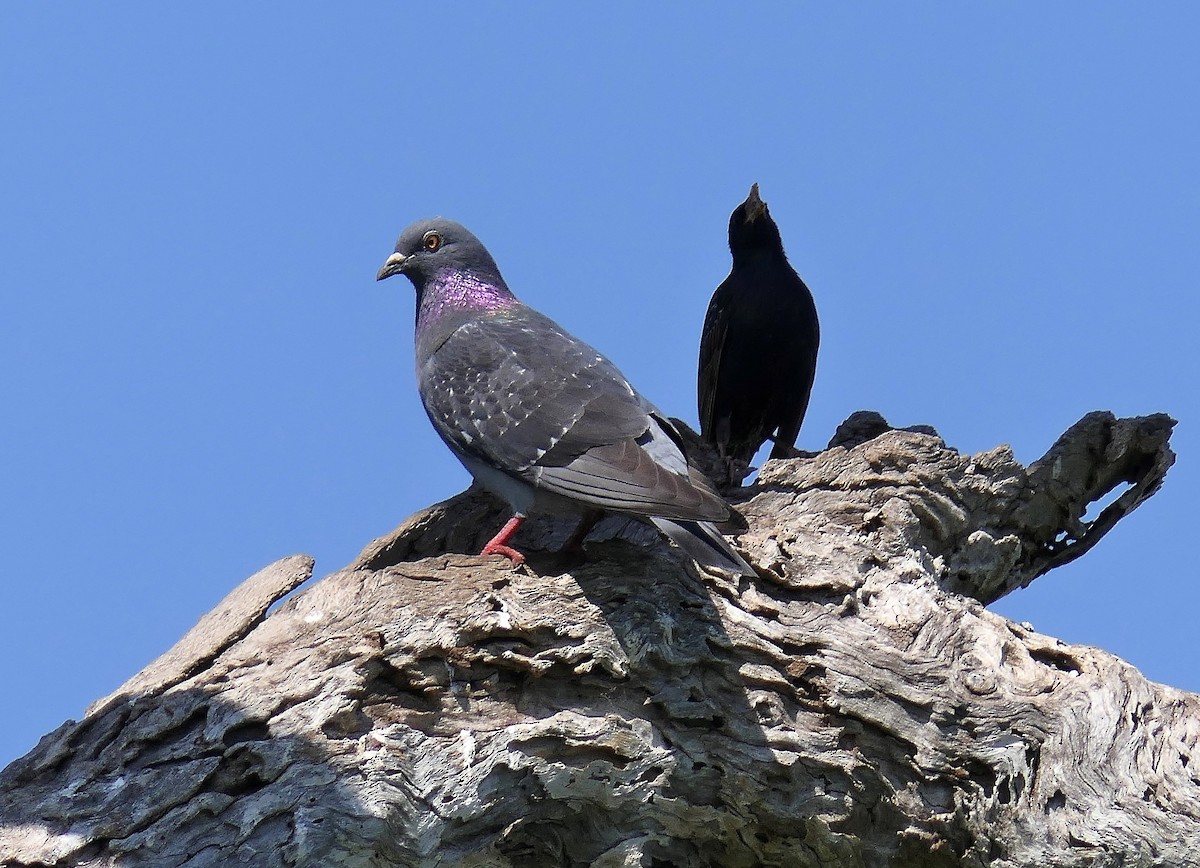 Rock Pigeon (Feral Pigeon) - ML120579051