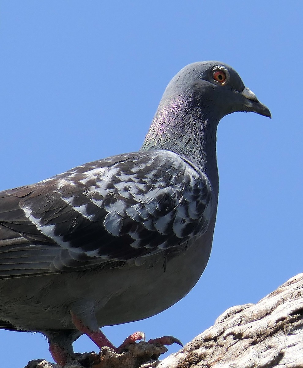 Rock Pigeon (Feral Pigeon) - ML120579091