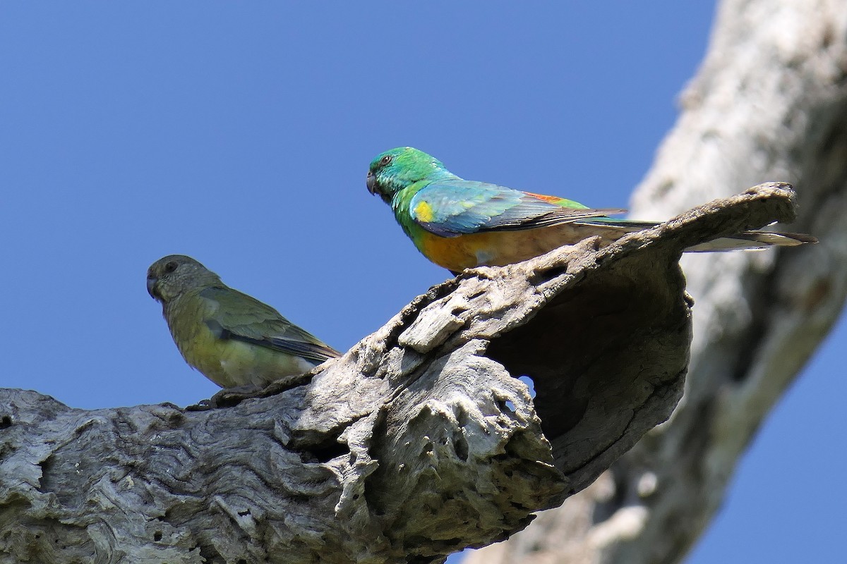 Red-rumped Parrot - ML120579131