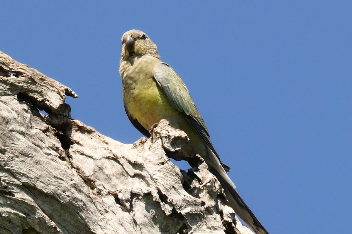 Red-rumped Parrot - ML120579181