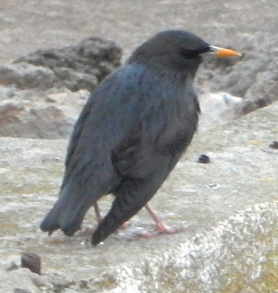 Spotless Starling - ML120579231