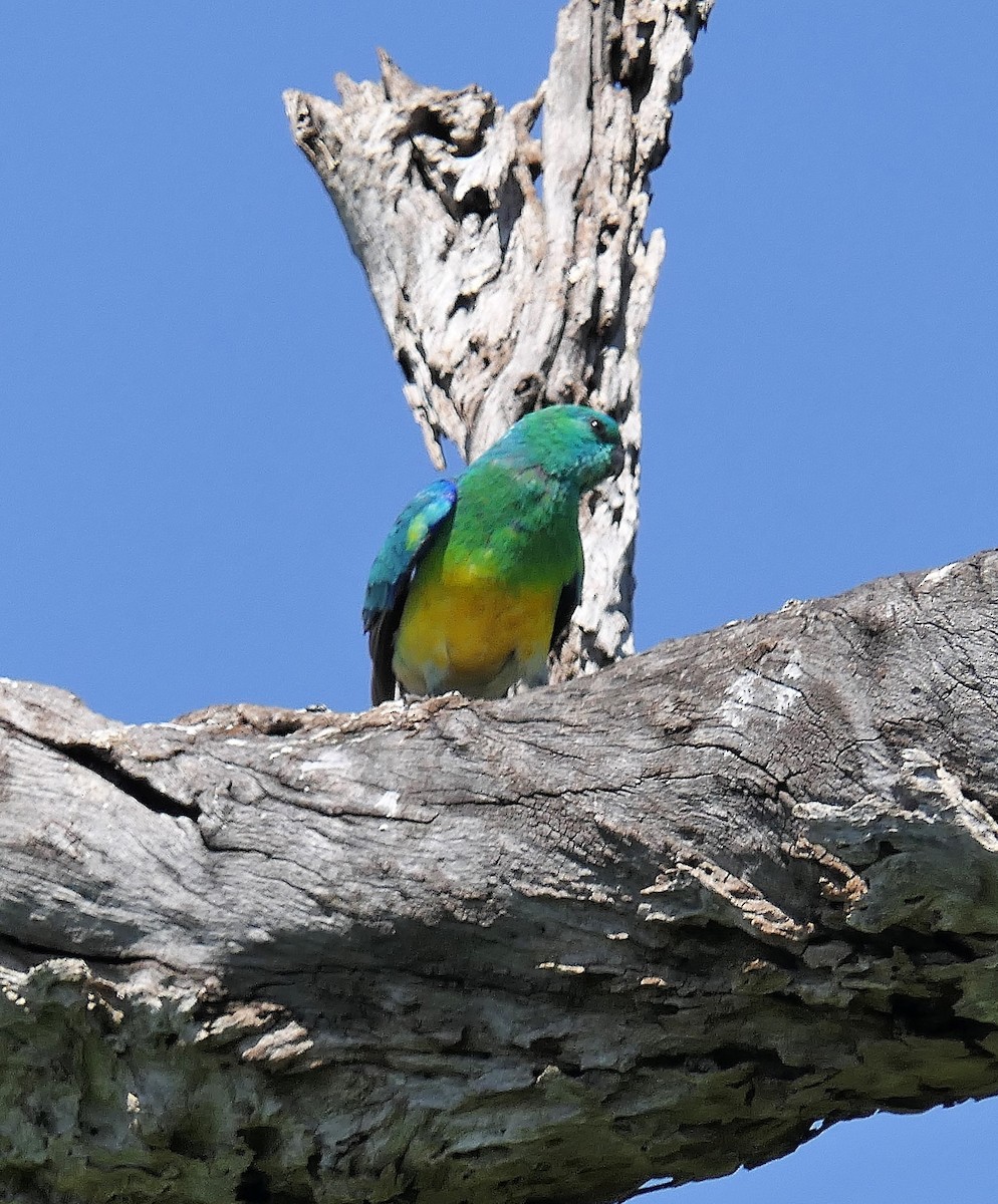 Red-rumped Parrot - ML120579271