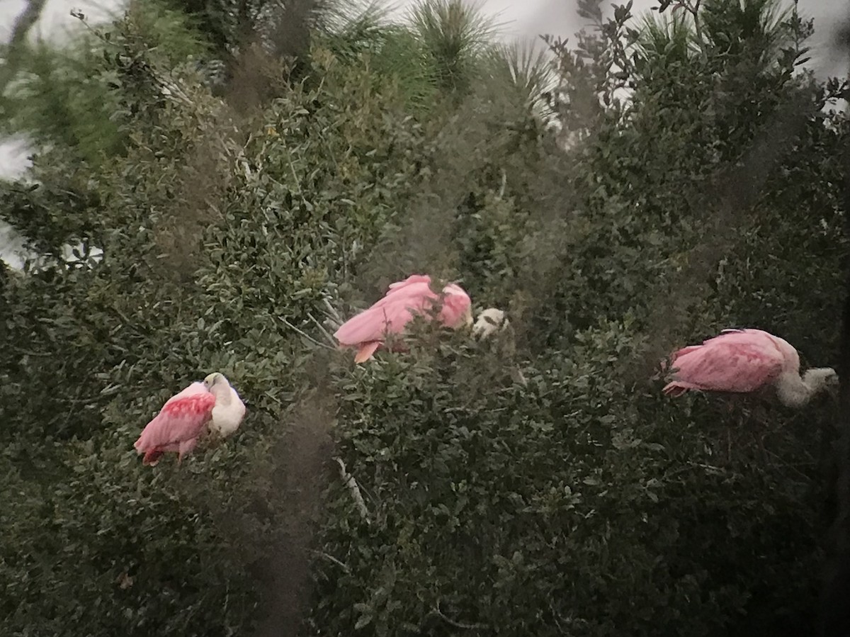 Roseate Spoonbill - ML120581171