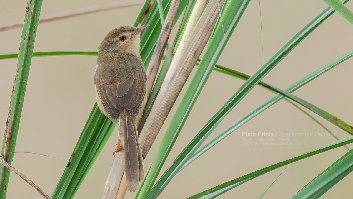 Plain Prinia - ML120582371