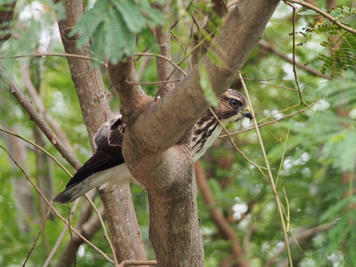 Broad-winged Hawk - Gjon Hazard