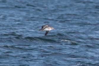 Cory's Shearwater - ML120583241