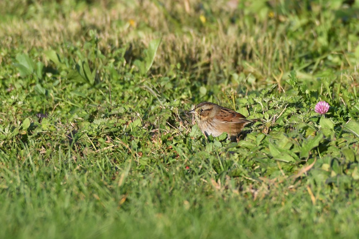 Swamp Sparrow - ML120585731