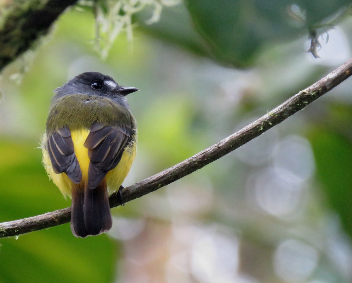 Ornate Flycatcher - ML120586461