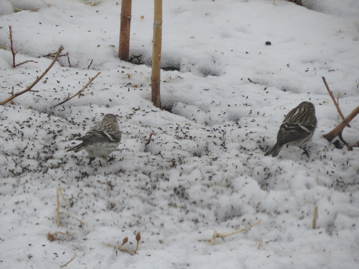 Hoary Redpoll - ML120586921