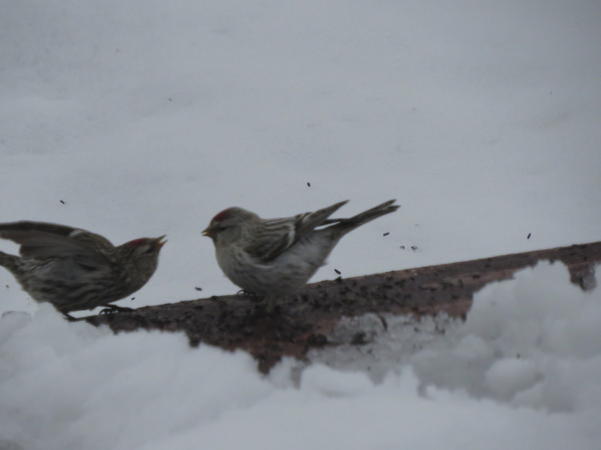 Hoary Redpoll - ML120587001