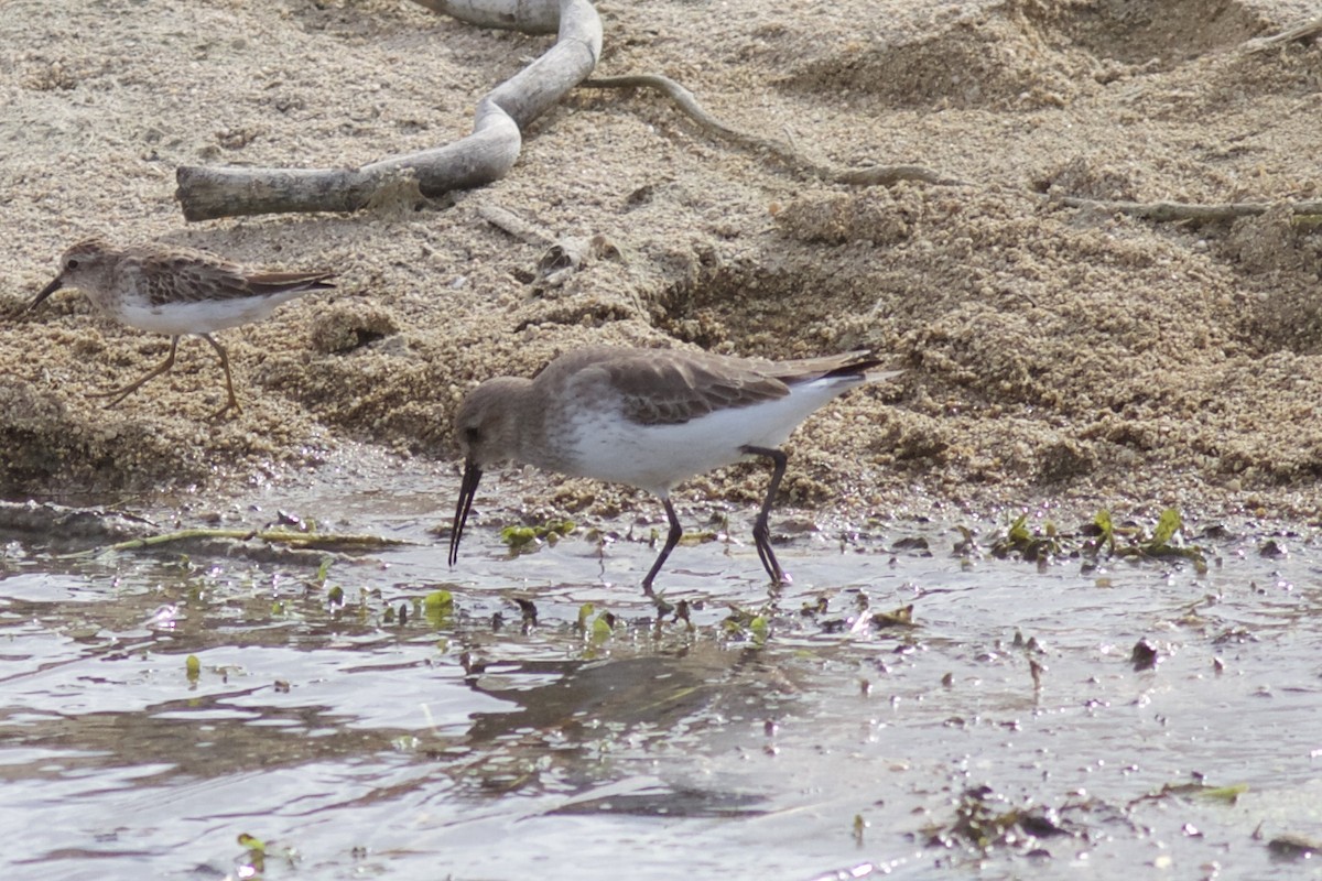 Bécasseau variable - ML120587431