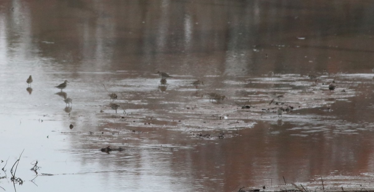 Dunlin - ML120587751