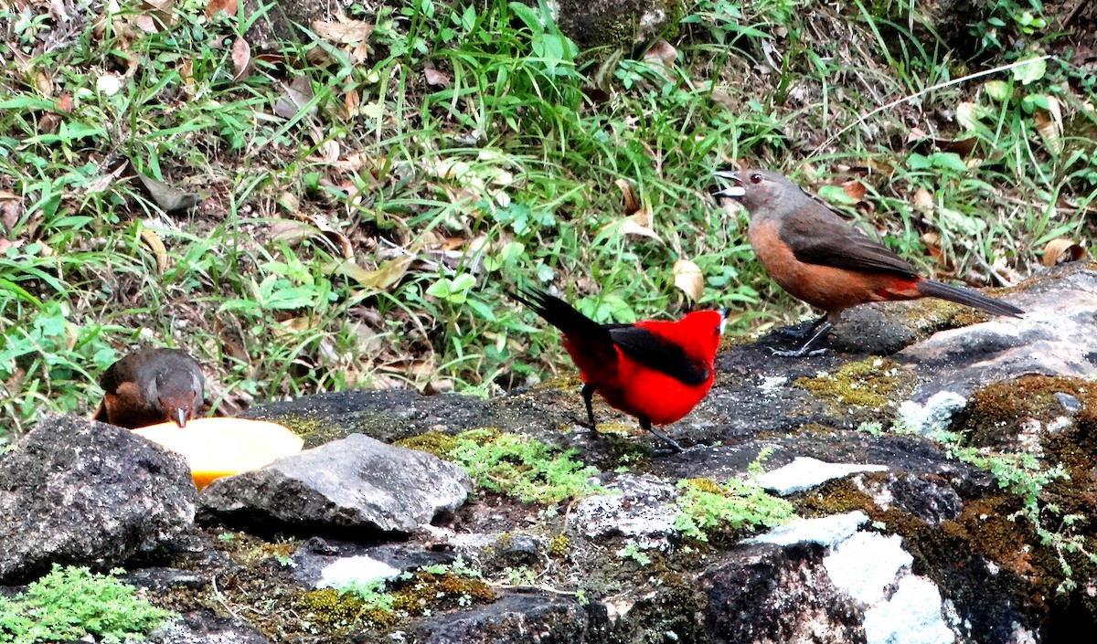 Brazilian Tanager - Elizabeth Pierobon