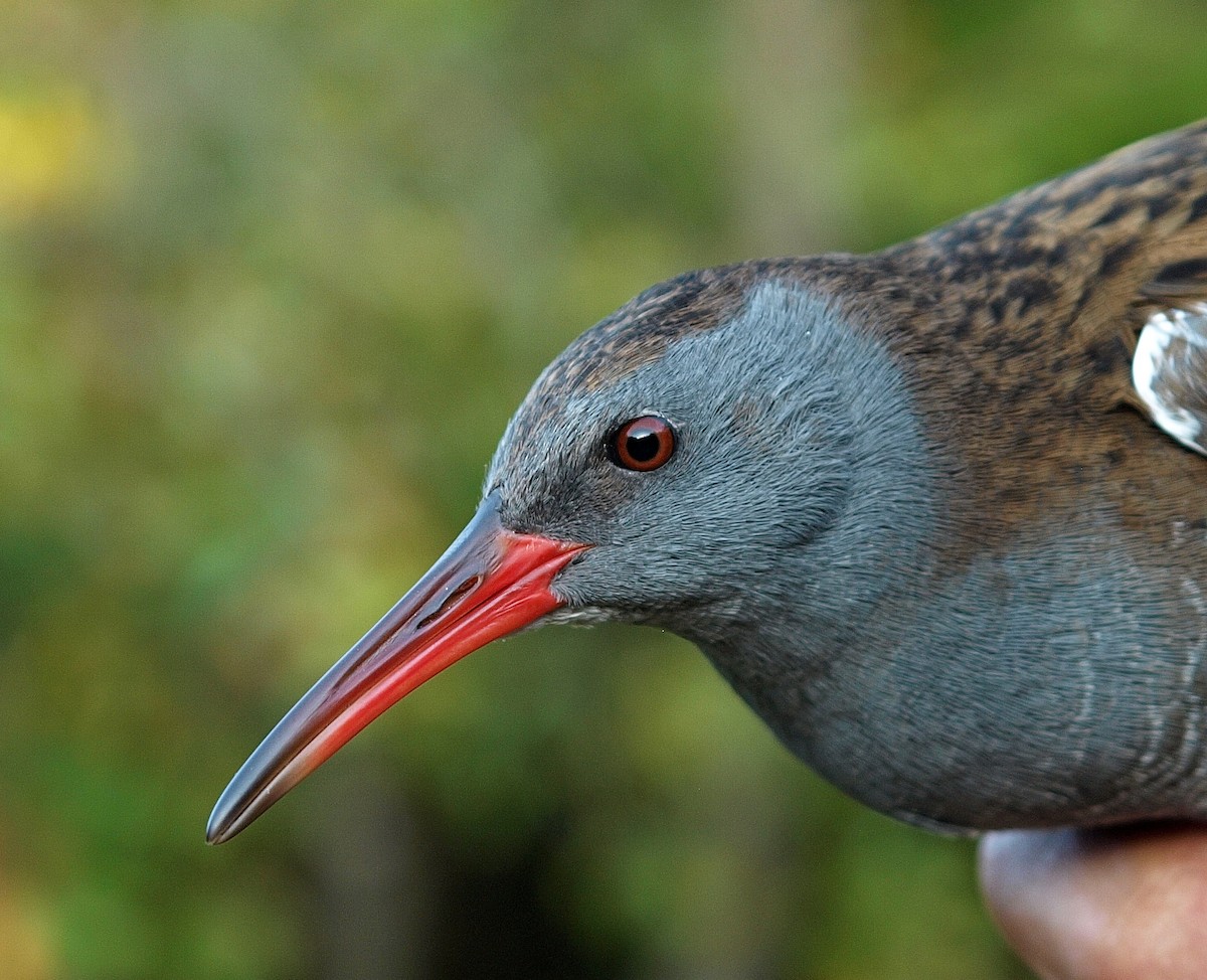 Water Rail - ML120588471