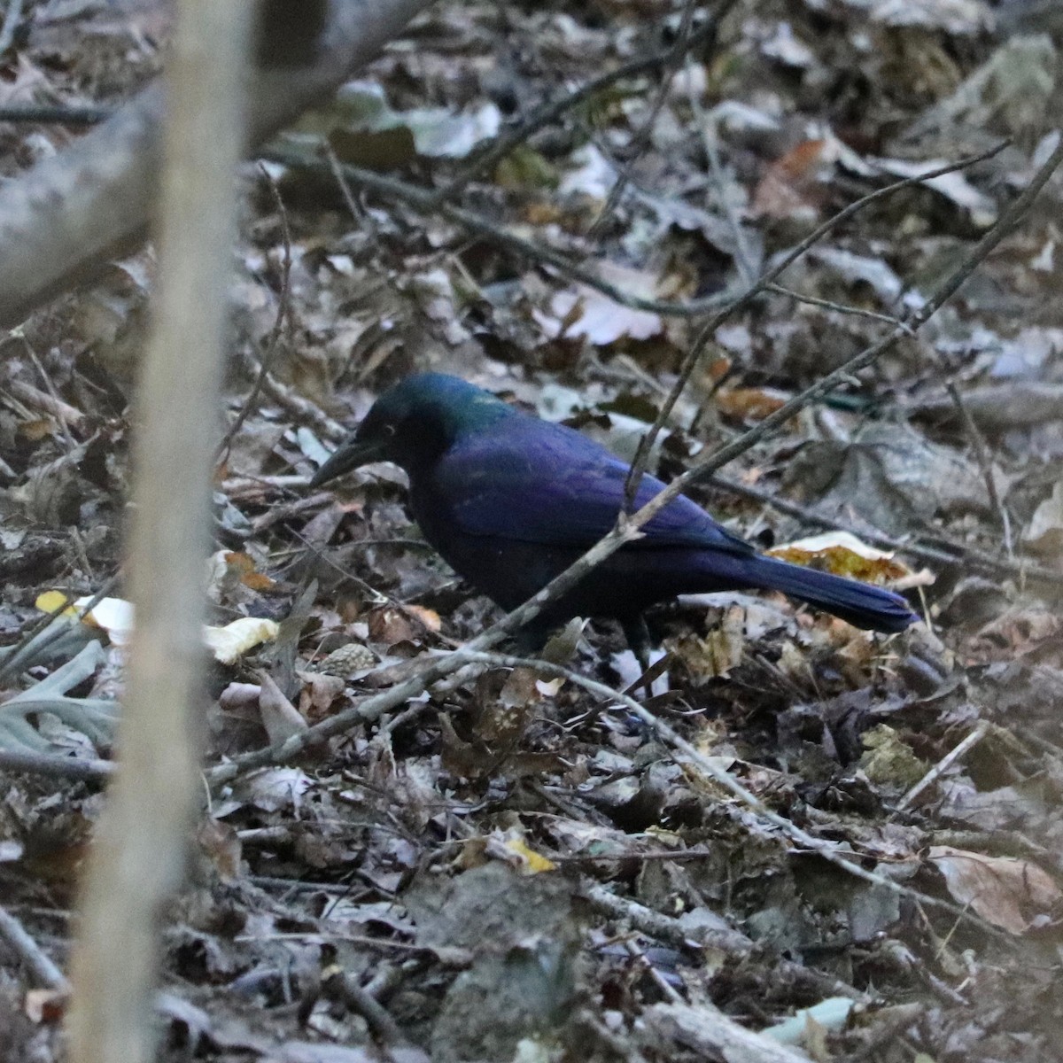 Common Grackle - ML120588531