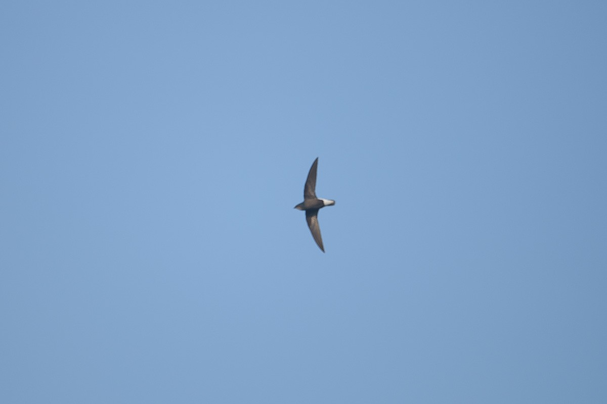 Silver-backed Needletail - ML120589431