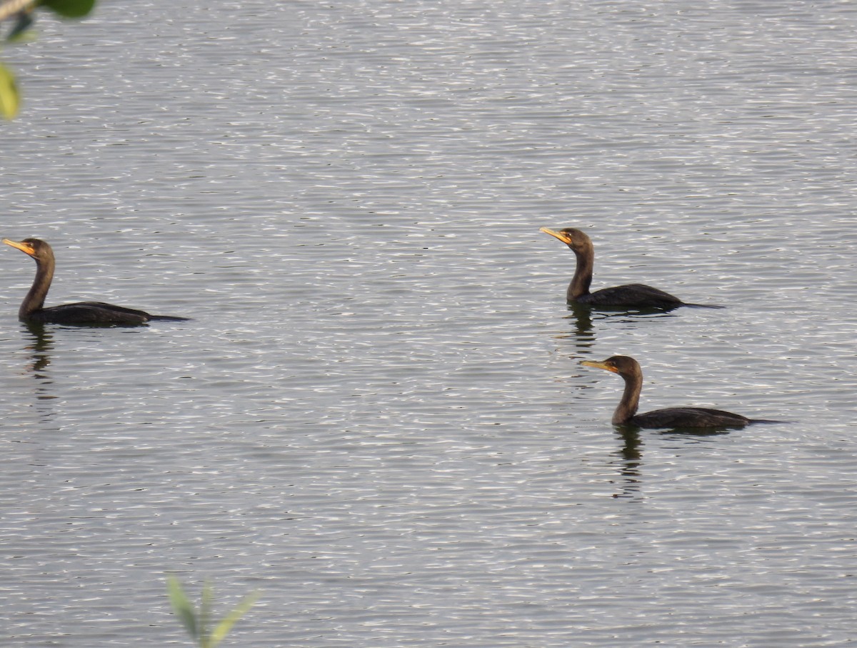 Double-crested Cormorant - Susan Vallis