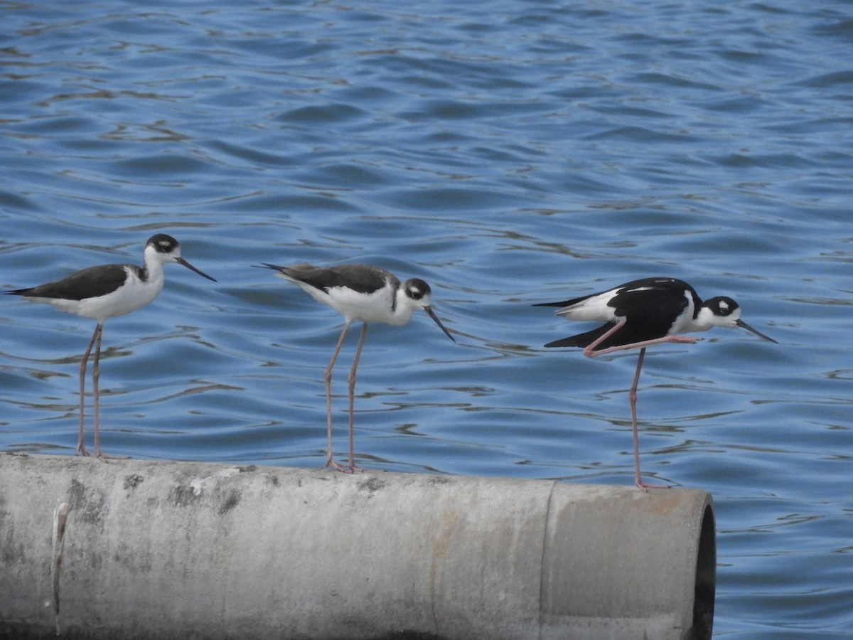 Black-necked Stilt - ML120589951