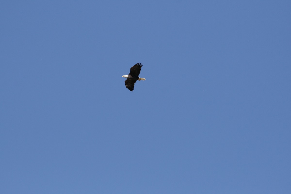 Bald Eagle - ML120590531