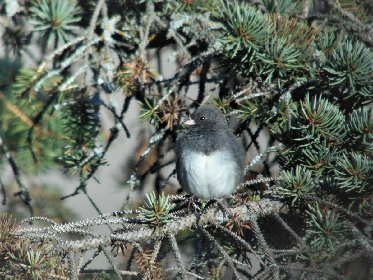 Dark-eyed Junco - ML120590991