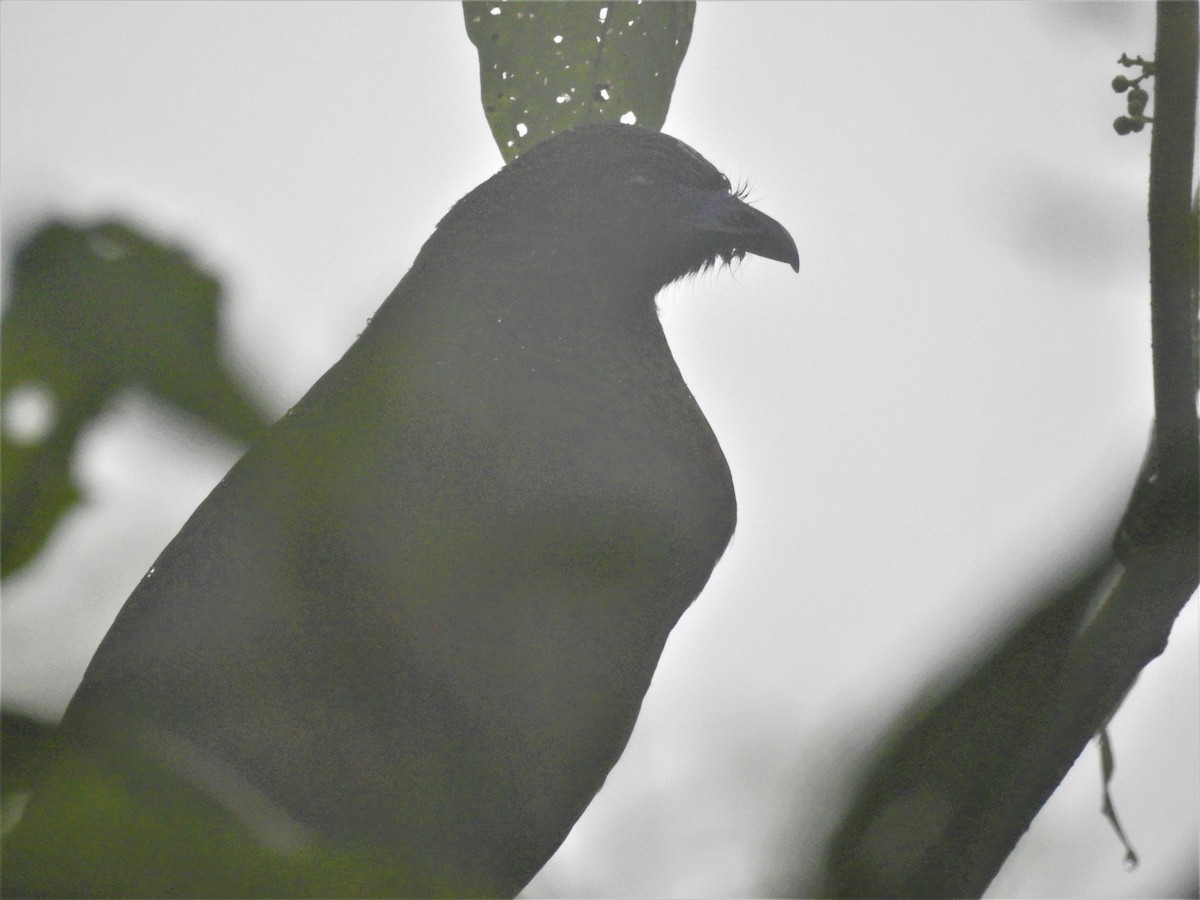 Sickle-winged Guan - ML120592381