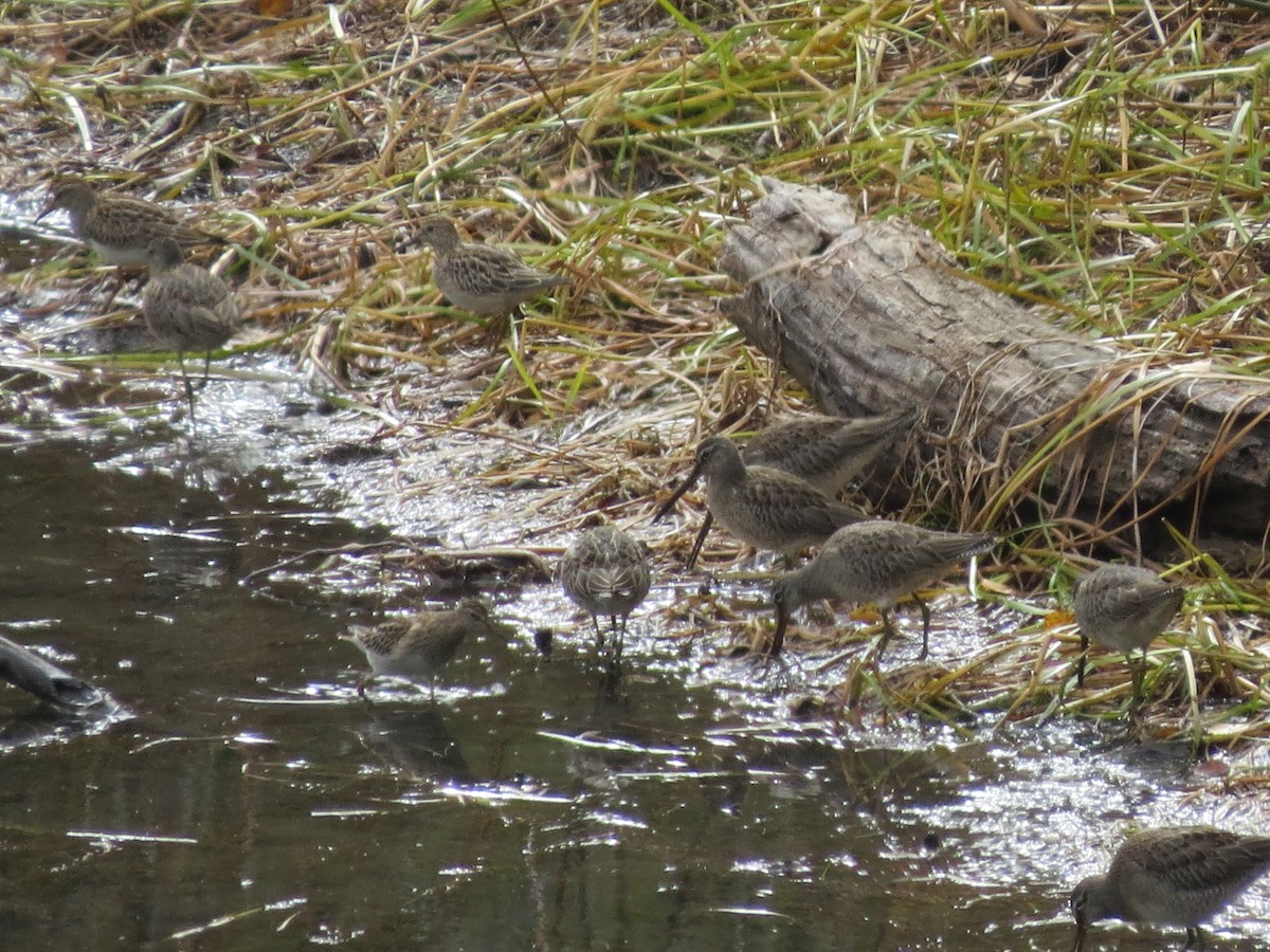 Pectoral Sandpiper - ML120593461