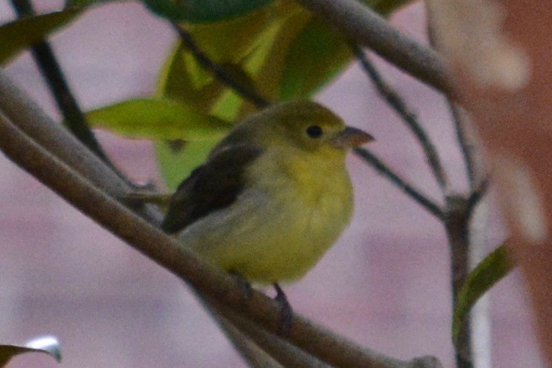 Scarlet Tanager - ML120594111