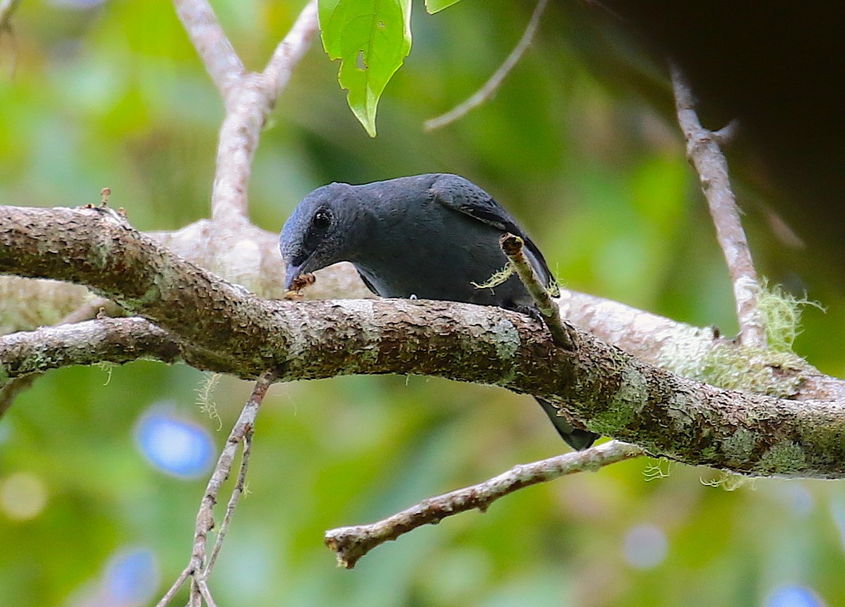 Papuan Cicadabird - Anonymous