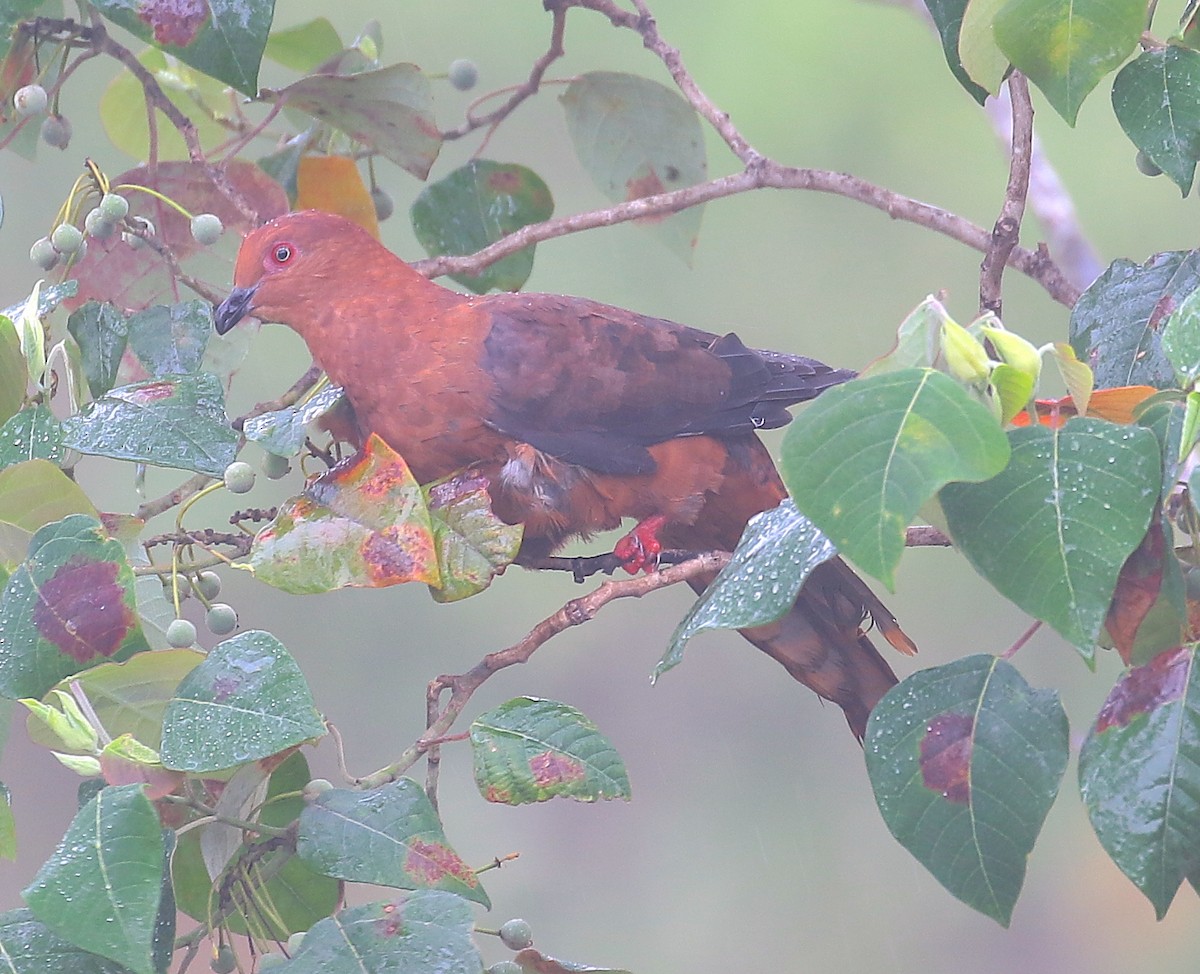 Black-billed Cuckoo-Dove - ML120595031