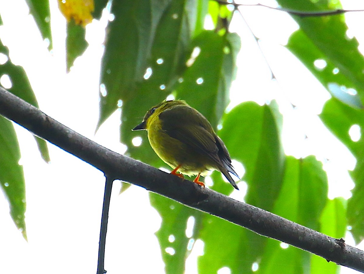 Canary Flyrobin - ML120595381