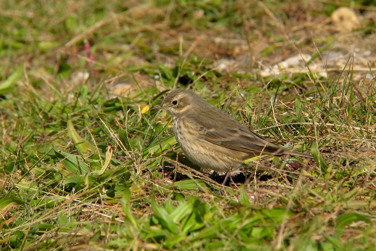 American Pipit - Shai Mitra