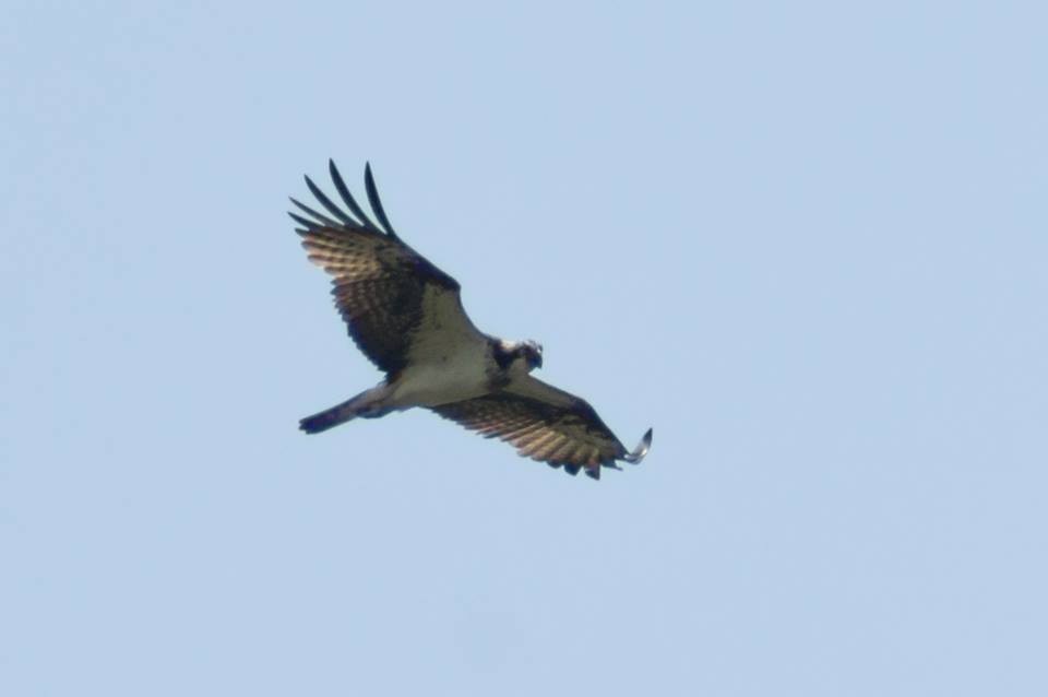 Águila Pescadora - ML120598061