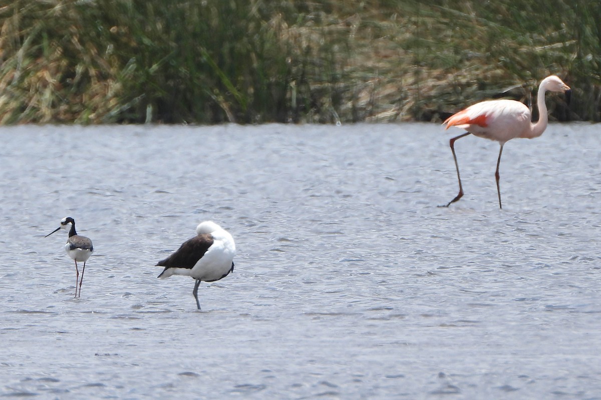 Black-necked Stilt - ML120598621